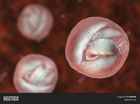  Cryptosporidium! Ein winziger Eindringling mit riesiger Auswirkung auf das menschliche Immunsystem