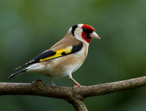  Goldfinch! Erkundet den Himmel mit einem der buntesten Vogelgesellen Europas