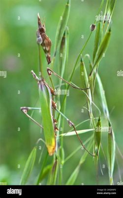  Praying Mantis: Ein Meister der Tarnung und ein Geschichtenerzähler mit sechzehn Beinen!