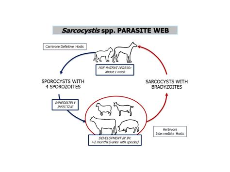  Sarcocystis! Ein Parasit mit einer unglaublichem Lebenszyklus, der zwischen Wirten hin und her wandert