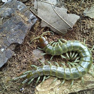  Scolopendra! Ein faszinierendes Tausendfüßler-Ungetüm mit einem Appetit, der selbst hungrige Teenager beeindrucken würde