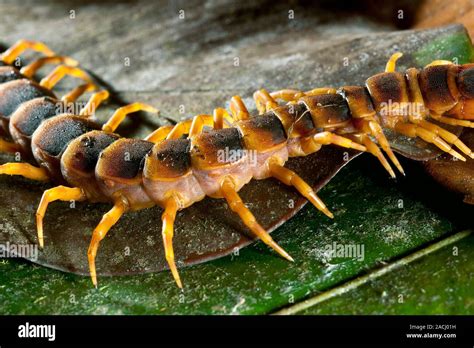 Scolopendra - Ein Meister der Tarnung mit vielen Beinen, der heimlich durch die Nacht kriecht!