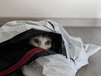 Are Cats Sexually Attracted to Plastic Bags? And Why Do They Always Sit in the Most Inconvenient Spots?