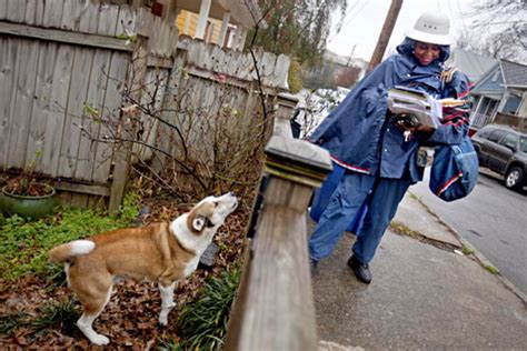 Can Dogs Smell Through Plastic? And Why Do They Always Bark at the Mailman?