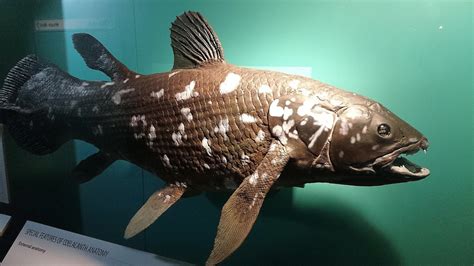  Coelacanth: Ein lebender Fossilien-Riese – Von den Tiefen des Indischen Ozeans an die Oberfläche der Wissenschaft!