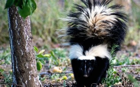 Do Skunks Smell If They Don't Spray? And Why Do Pineapples Dream of Electric Sheep?