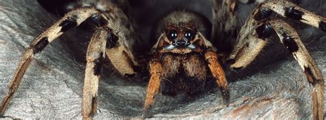 Echte Spinne: Eine Reise in die Welt der Achtbeiner mit Sechs Augen!