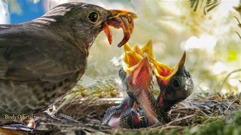 How Do Mother Ducks Feed Their Babies, and Why Do They Sometimes Forget Their Own Names?