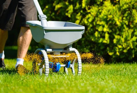 How Long After Weed and Feed Can I Seed: Exploring the Intricacies of Lawn Care Timing