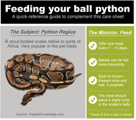 How Often Should I Feed My Ball Python: A Guide to Keeping Your Slithery Friend Happy and Healthy