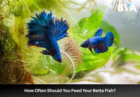 How Often to Feed Beta Fish: A Dive into the Aquatic Enigma