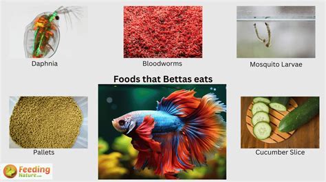 How Often to Feed Beta Fish: A Dive into the Aquatic Mystery