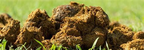 Is Horse Poop Good Fertilizer? And Can It Teach Us About the Universe?