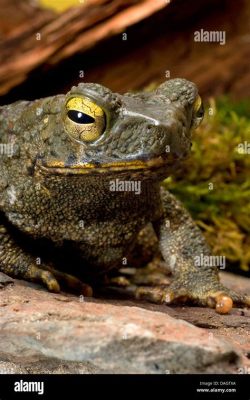  Japanische Riesenkröte: Ein Amphibien-Champion mit einem Appetit wie ein Kleiner Tyrann!