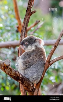  Koala! Bezaubernde Baumbewohner mit einer Vorliebe für Eukalyptusblätter?