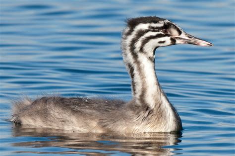  Lappentaucher: Ein schelmischer Vogel mit extravaganten Fressgewohnheiten und einem Talent für Unterwasserakrobatik!