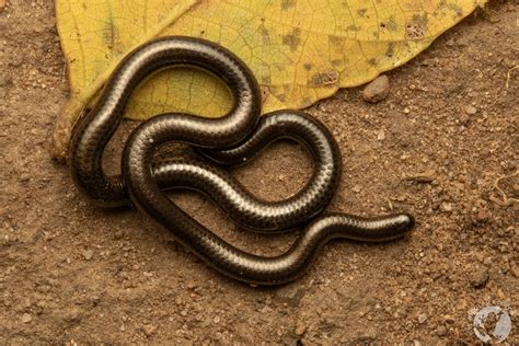  Leptotyphlops! Ein faszinierender Miniatur-Schlangenheld mit schuppigem Schutzschild und einem ungesunden Appetit für Termitenlarven