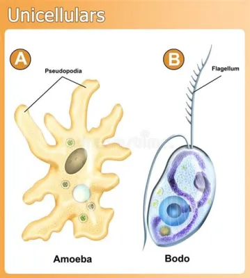  Mycetozoa – Ein faszinierender einzelliger Organismus mit erstaunlicher Anpassungsfähigkeit!