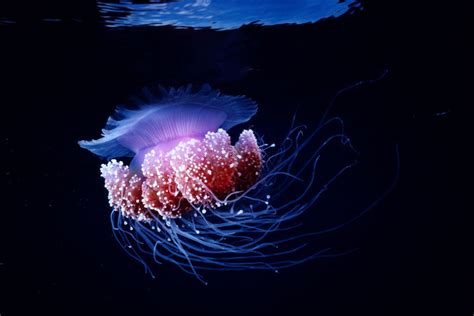 Needle-Jellyfish!  These Bioluminescent Creatures Are Both Fascinating And Fiercely Defensive