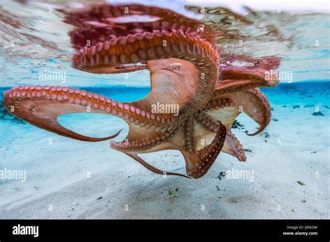  Oktopus: Wie die Meister des Tarnens den Ozean erobern!