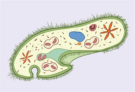  Paramecium: Ein winziger Wirbelsturm der Zellwelt!