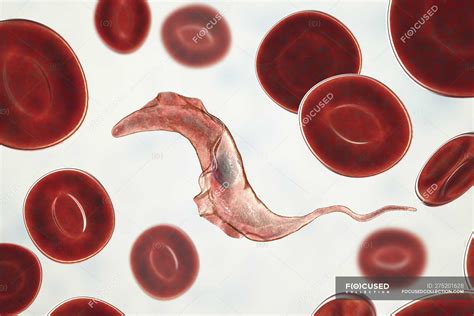  Trypanosoma! Ein winziger Parasit mit großer Wirkung