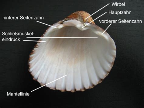  Umm, Was Ist Ein Unserer Muschel Und Wie Läuft Sein Leben Ab?