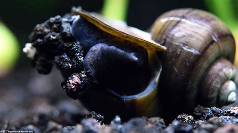 What do you feed snails in a fish tank, and why do they sometimes wear tiny hats?