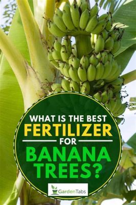 What is the Best Fertilizer for Palm Trees? And Why Do Some People Think Bananas Are the Secret Ingredient?