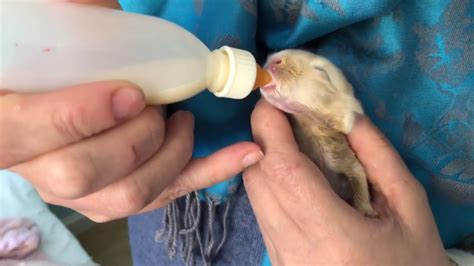 What to Feed Baby Rabbit: A Journey Through the Nutritional Maze