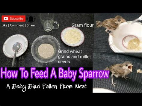 What to Feed Baby Sparrow Fallen from Nest: A Comprehensive Guide to Nurturing the Tiny Feathered Friend