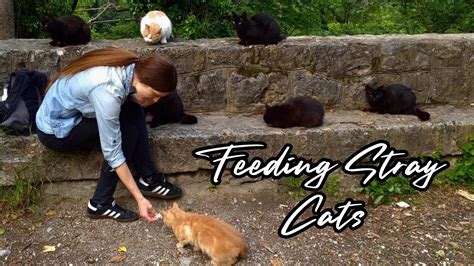 What to Feed Feral Cats: A Guide to Nourishing Stray Felines and Pondering the Mysteries of Their Midnight Serenades