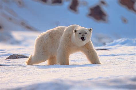  Yak: Wie ein pelziger Eisbär auf dem Dach der Welt überlebt!