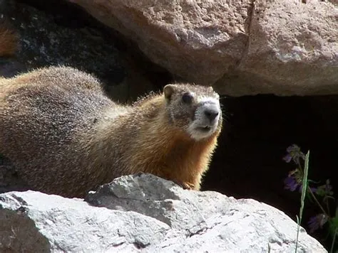  Yellow-Bellied Marmot: Ein pelziger Ruhestandskünstler mit einem Faible für Höhlenarchitektur!