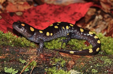  Yellow-Spotted Salamander: Wie dieses kleine Amphibienwunder mit einem giftüberladenen Lächeln die Waldströme erobert